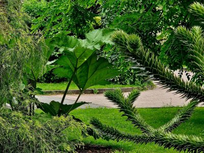 Araucaria araucana - blahočet čilský